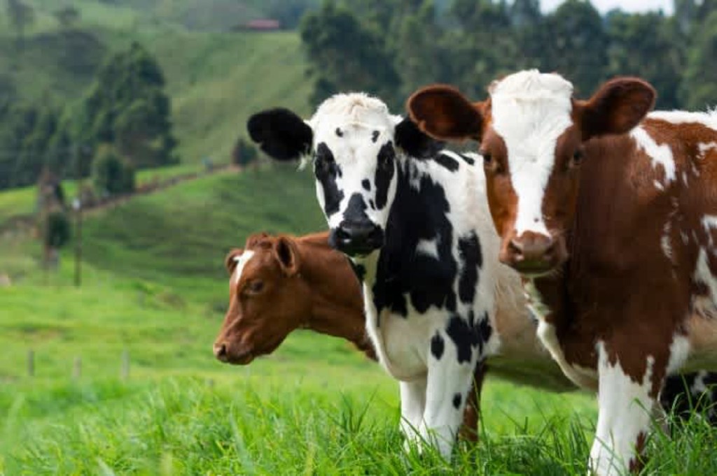 Three young dairy cows look at the camera from a green pasture