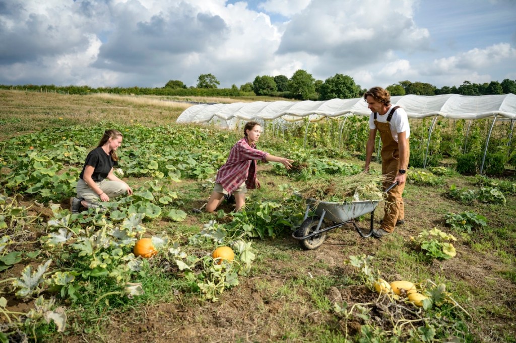Three young farmers harvest a pumpkin field beside a hoop house, one with a loaded wheelbarrow
