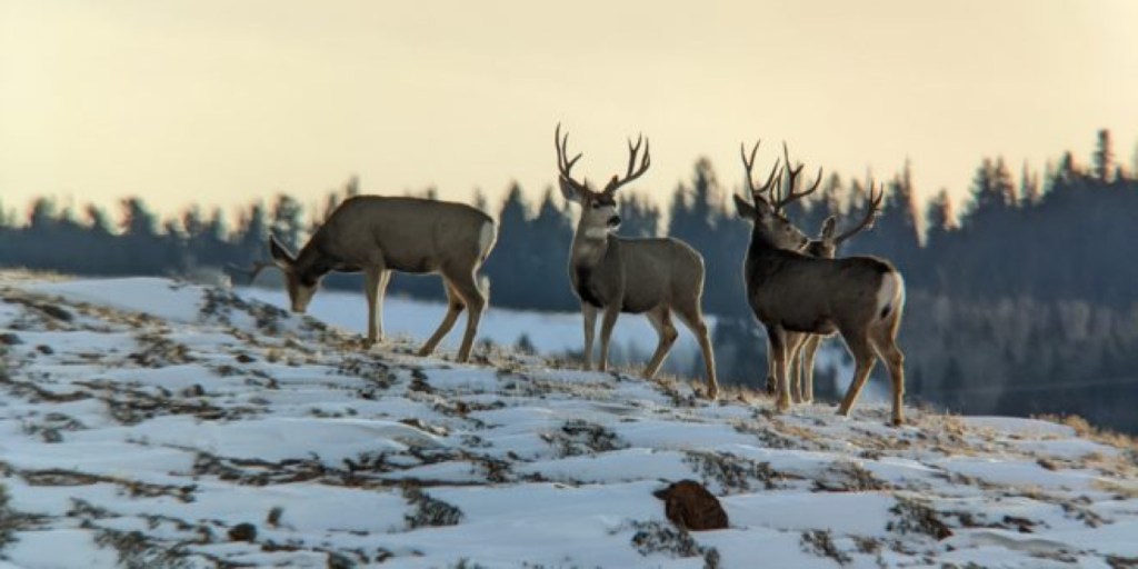Three mule deer on a snowy ridge at dusk, pines behind them